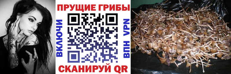 Купить закладки  Октябрьск  Галлюциногенные грибы GOLDEN TEACHER 
